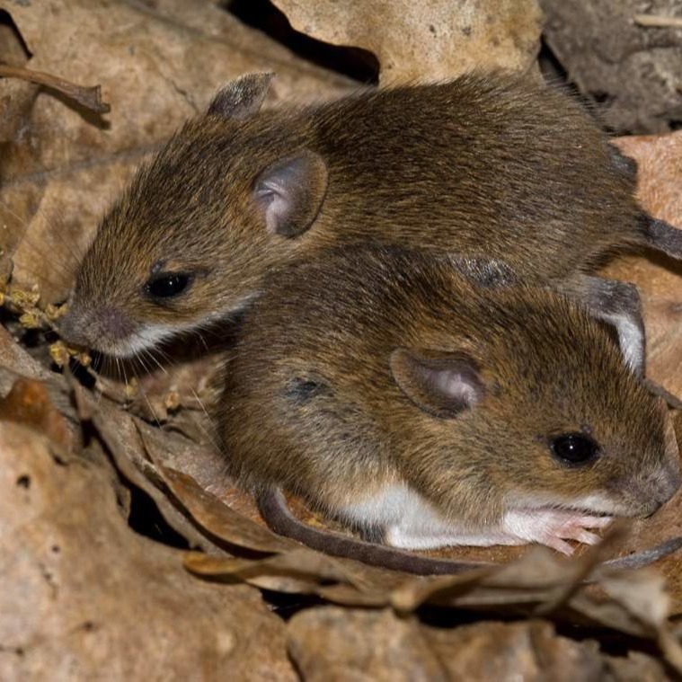 Уничтожения мышей в частном доме в Белая Церковье?