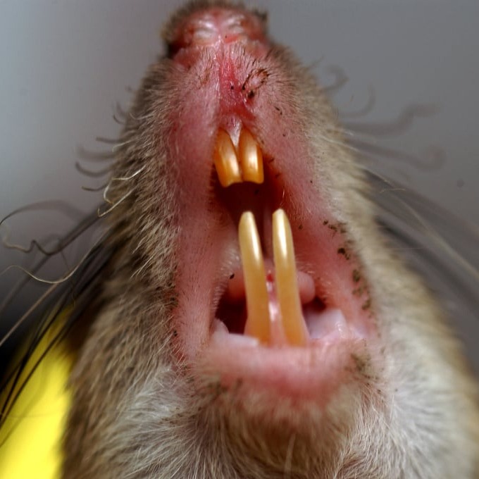 Дератизация крыс в Белая Церковье?